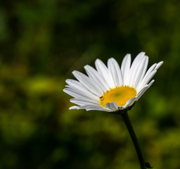 Photo of Irish Daisy (Bellis perennis).Flower of the Asteraceae family, often considered the archetypal species of that name. Photo taken in Co Louth © Pavel