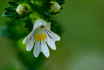 Beautiful little flower - Eyebright (Euphrasia officinalis). Photo taken in Ireland. Co Louth