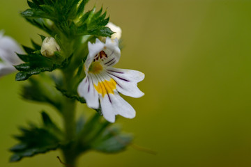 Beautiful little flower - Eyebright (Euphrasia officinalis). Photo taken in Ireland. Co Louth