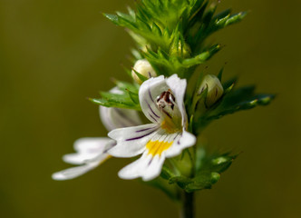 Beautiful little flower - Eyebright (Euphrasia officinalis). Photo taken in Ireland. Co Louth