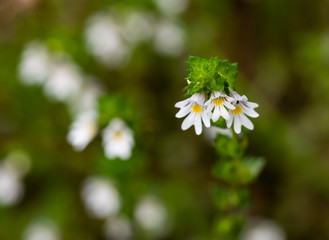 Beautiful little flower - Eyebright (Euphrasia officinalis). Photo taken in Ireland. Co Louth