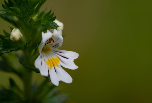 Beautiful little flower - Eyebright (Euphrasia officinalis). Photo taken in Ireland. Co Louth