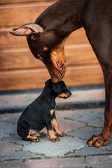 Black Doberman dog with puppies. Dobermann kisses his puppy