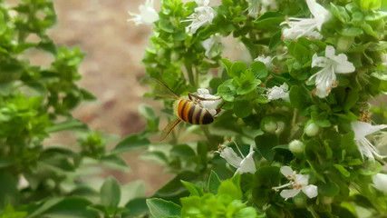 Yellow bee photos and beautiful green plants