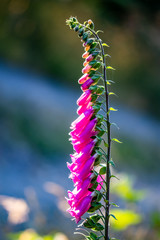 Foxglove