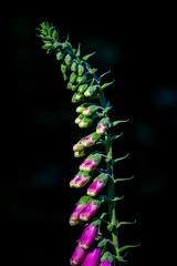 Foxglove