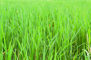 Fototapeta na wymiar farm rice field