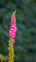 Foxglove
