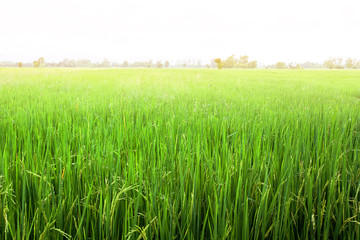 Obraz na płótnie Canvas farm rice field