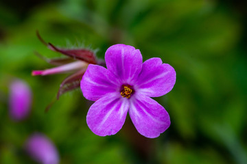 Fototapeta premium Geranium robertianum, commonly known as herb-Robert, red robin, death come quickly, storksbill, fox geranium, stinking Bob, squinter-pip, crow's foot, or Roberts geranium+