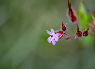 Geranium robertianum, commonly known as herb-Robert, red robin, death come quickly, storksbill, fox geranium, stinking Bob, squinter-pip, crow's foot, or Roberts geranium+