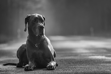 Greatdane on the street © Ben.Photoholic