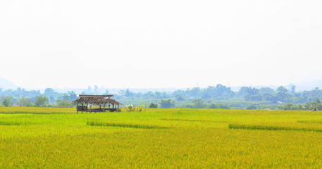 farm  rice field