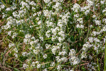 Heath Bedstraw