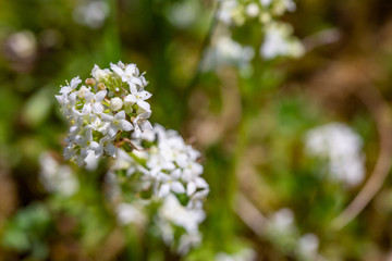 Heath Bedstraw