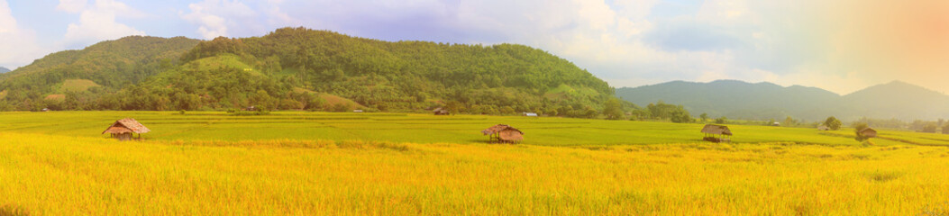 farm  rice field panorama