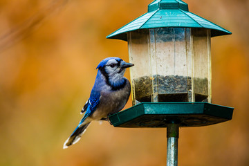 Blue Jay Feeding