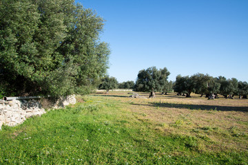 Campagna