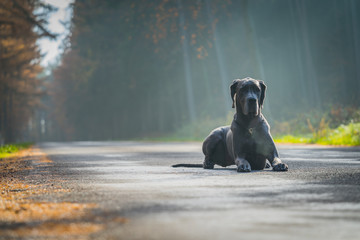 Greatdane on the street © Ben.Photoholic