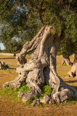 Fototapeta na wymiar Antico tronco d'ulivo