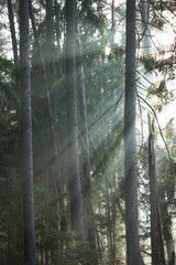 licht scheint durch den Wald © Ben.Photoholic