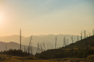 Fototapeta na wymiar Trees burned by wildfire, early morning, Yellowstone National Park