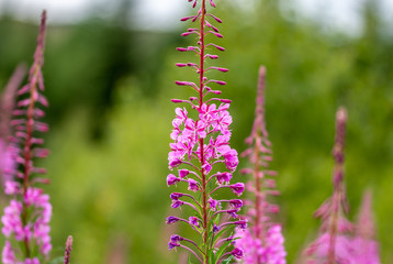 Rosebay Willowherb