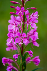 Obraz premium Rosebay Willowherb