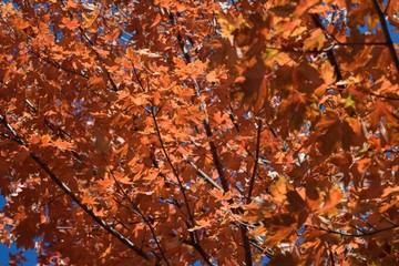 Leaf change in Fall