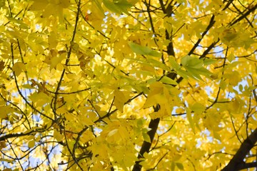 Yellow leafs in fall III