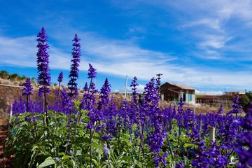 Lavender in Da Lat, Vietnam