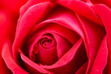 Macro (close up) photo of pink (red) rose