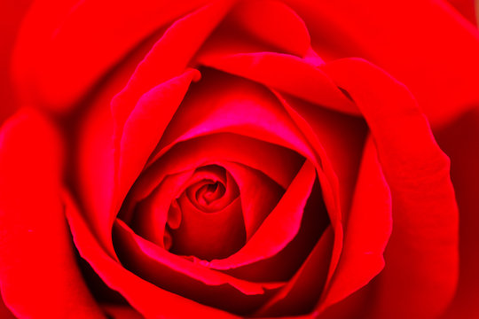 Macro (close up) photo of pink (red) rose