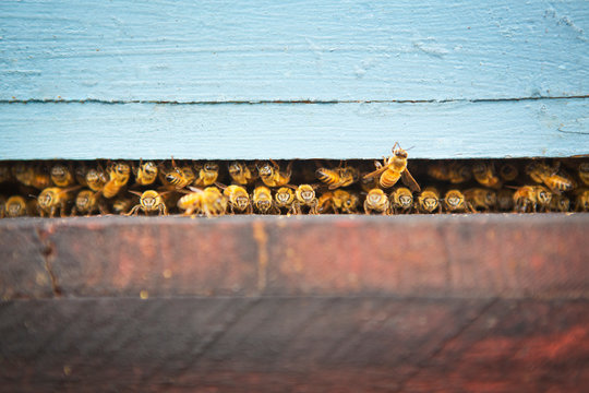 Honey bees in container