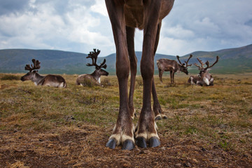 Reindeer on field against sky © Cavan for Adobe