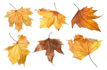 Set of autumn dried leaves on white background