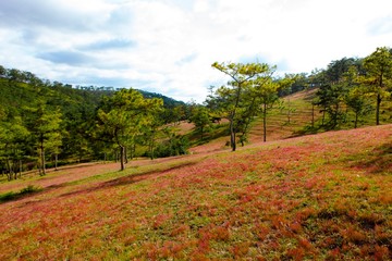 Fototapeta premium Amazing landscape at Da lat Vietnam at evening, people grazing cows on meadow among pine forest, pink grass hill contrast with green tree make wonderful scene for DaLat tourism