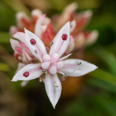 Sea-milkwort