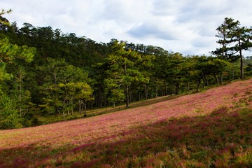 Fototapeta na wymiar Amazing landscape at Da lat Vietnam at evening, people grazing cows on meadow among pine forest, pink grass hill contrast with green tree make wonderful scene for DaLat tourism