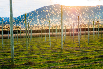 A landscape of hops farm at sunset. Motueka, New Zealand.