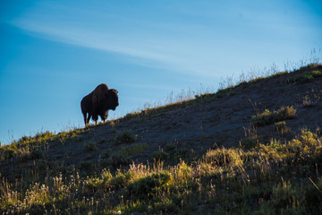 Silhouette of a bison on a hill at Yellowstone National Park