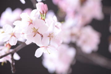 Fototapeta premium 桜のクローズアップ