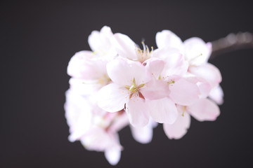 Fototapeta na wymiar 桜のクローズアップ