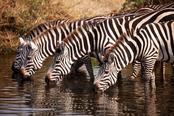 Zebras drinking water at lake © Cavan for Adobe