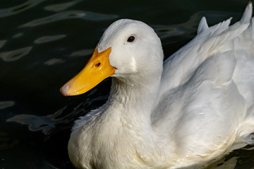 Portrait of Aylesbury American Pekin Duck