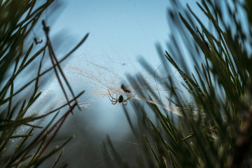 Spinne in ihrem Netz © Ben.Photoholic