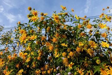 Bush of wild sunflower bloom in yellow, colorful scene in Da Lat, Vietnam