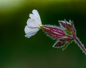 White Campion