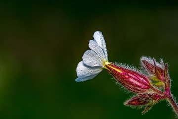 White Campion