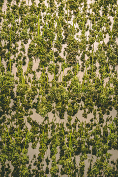 Drying Medical Cannabis In A Legal Country.